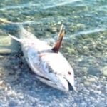 Çeşme ve Karaburun’da orkinos alarmı